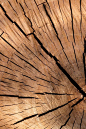 Free stock photo of wood, pattern, texture, tree