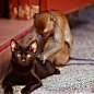 Cat and monkey #萌#