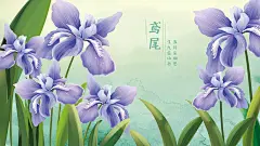 鸢尾花手绘插画小清新