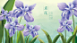 鸢尾花手绘插画小清新
