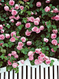 Constance Spry climbing rose is a beautiful rose with magnificent, clear pink blooms of true old rose form. The flowers are exceptionally large, with a strong myrrh fragrance. A key plant for a cottage style garden.: 