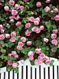 Constance Spry climbing rose is a beautiful rose with magnificent, clear pink blooms of true old rose form. The flowers are exceptionally large, with a strong myrrh fragrance. A key plant for a cottage style garden.: