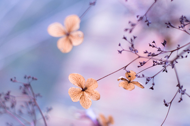 Photograph Hydrangea...