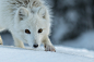 Arctic fox by Bendik Hassel on 500px