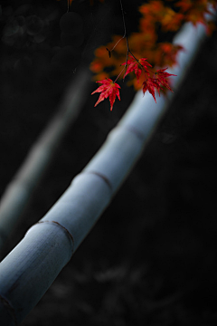 喵喵_Agoni采集到节气