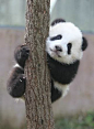 大熊猫宝宝爬树萌照