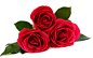 红色玫瑰花高清图片 - 素材中国16素材网