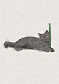 猫 猫咪 水彩 插画 @梁家大叔 《朋友的猫：普洱》
