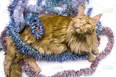 圣诞红色大理石缅因猫躺在五彩缤纷的金属箔上。贺卡上带着猫白，与世隔绝_5104141817