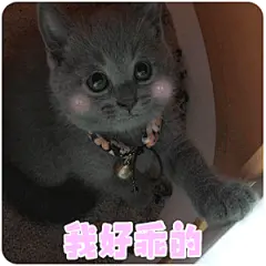 我好乖的