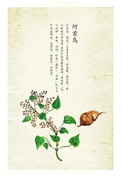 何首乌  - 源文件下载【酷图网】何首乌,野生何首乌,何首乌海报,何首乌广告,何首乌展板,何首乌包装,何首乌宣传,何首乌促销,何首乌简介,何首乌中药,何首乌介绍,何首乌宣传单,何首乌DM单,何首乌片,生何首乌,熟何首乌,滇制何首乌,何首乌功效,中药何首乌,何首乌疗效,药材何首乌,何首乌作用,何首乌背景,天然何首乌,药材