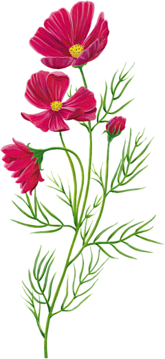 发呆小熊采集到花