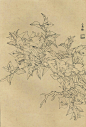 线描 · 百花谱。