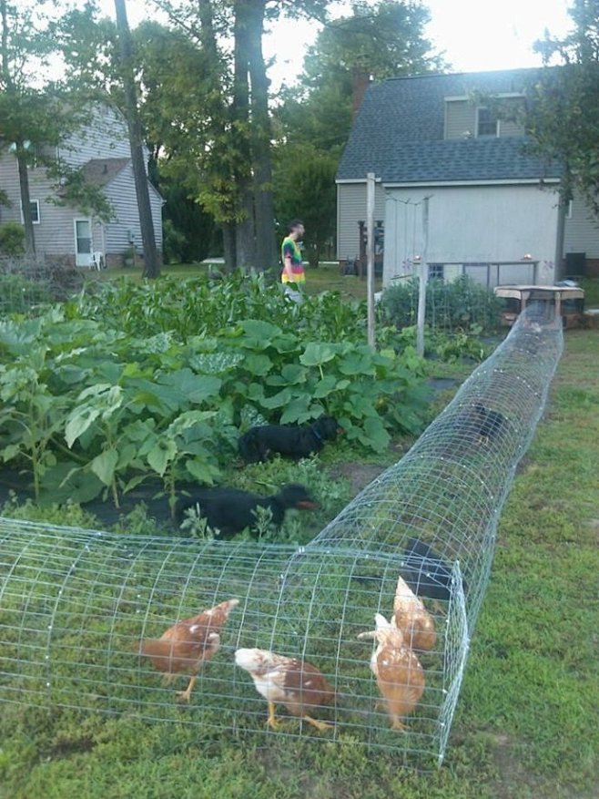 【庭院DIY】花园里的鸡舍——经济型