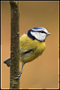 Blue Tit II by nitsch