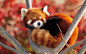 General 1920x1200 animals red panda nature red