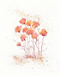 Coral Fields of Love/  Flowers Watercolor Print