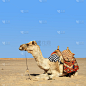 骆驼,驼峰,护送队,单峰骆驼,贝多因人,天空,沙子,动物身体部位,东亚,旅行者