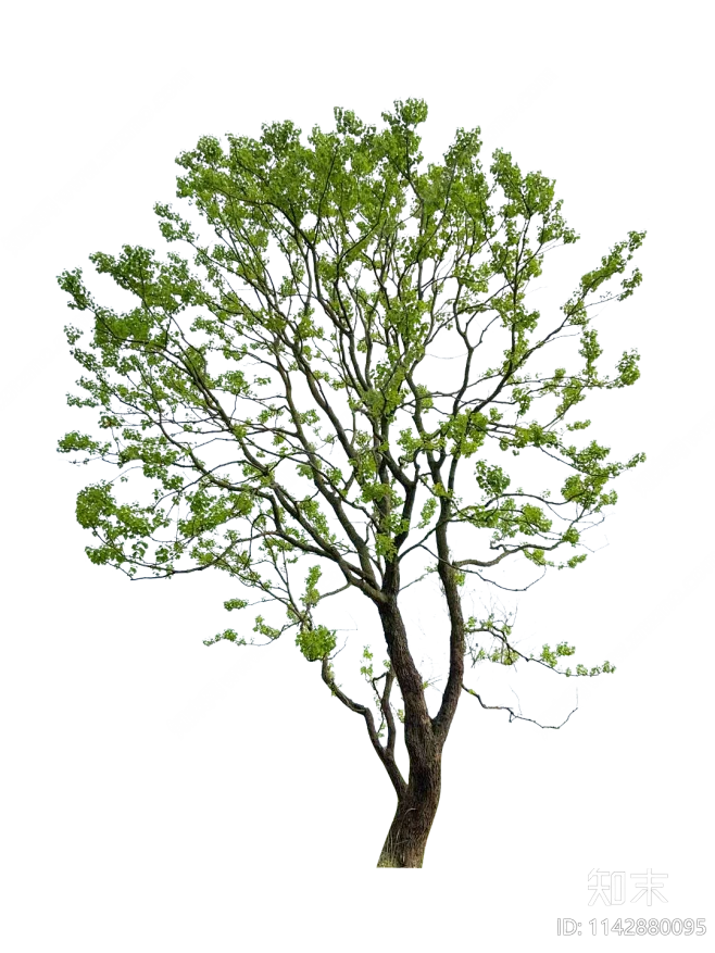 乌桕乔木png免抠贴图下载【ID:1142880095】-花瓣网