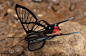Chorinea sylphina