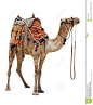 Domestic Camel