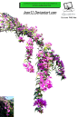 Jean52的花枝PNG