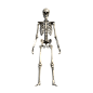 人体骨骼医学艺术参考3D模型
