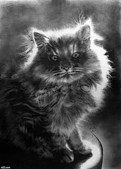 仿佛黑白照片般的铅笔画猫咪，艺术家Paul Lung插画作品欣赏 国外插画 插画 猫咪 铅笔画 黑白系列 | 爱图小站 oi22.com