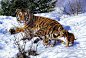 General 2560x1718 tiger animals