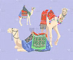 埃及,骆驼,地毯,华丽的,可爱的,传统,野生动物,哺乳纲,动物,单峰骆驼