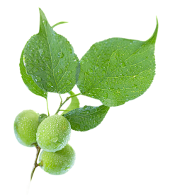 已掉线嘟嘟采集到花草