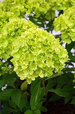 花蓉天下采集到花蕊