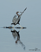 Walking On Water by Judylynn Malloch on 500px