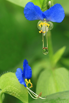 紫色泡泡采集到花开无声