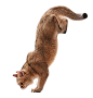 猫跳跃