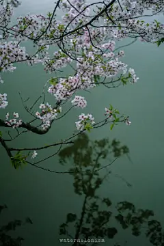 暮春微雨落樱花

无锡｜鼋头渚 2无锡·鼋头渚 ​​​​