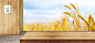 秋季农作物丰收背景 银杏叶 黄树叶 黄色 背景 设计图片 免费下载 页面网页 平面电商 创意素材