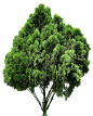 20张免费树PNG图像 - 侧柏（Platycladus orientalis）