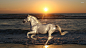 20674-white-horse-at-the-beach-1920x1080-animal-wallpaper