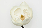 影棚拍摄,白色,花,头状花序,花瓣_169717852_Magnolia Grandiflora_创意图片_Getty Images China