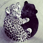 If the leopard can make a friend, so can you. Here's your motivation, ily Ade. http://www.finebornchina.cn