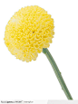  花卉大全