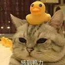没有感