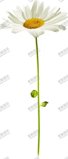 小雏菊 【酷图网】小雏菊,手绘鲜花,手绘花朵,鲜花,花,花朵,花卉,绿植,花草树木,盆栽,绿叶,绿草,树叶