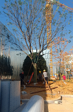 飞吧小屋采集到植物效果
