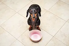 点击来源直接获取大图文件 |饥饿的腊肠犬在食碗后面，在家中厨房地板背景下孤立存在