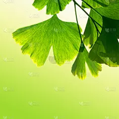 homeopathy with ginkgo leaves