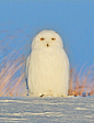 雪鸮