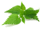 Nettle PNG