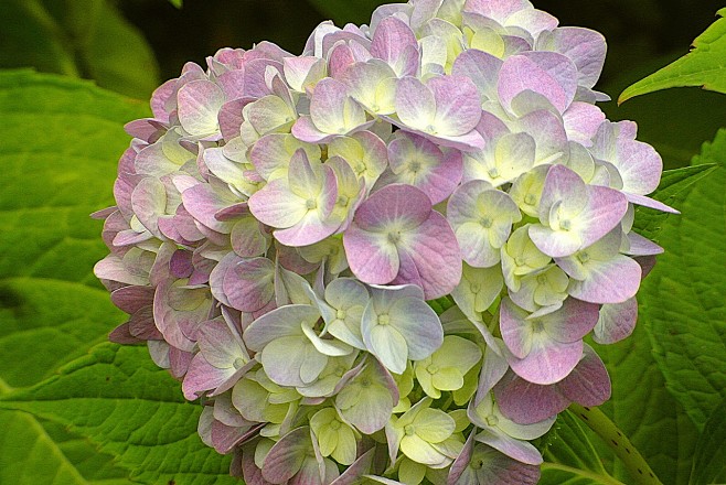 绣球花, 花, 花园, 明确, 粉色的,...